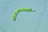 Euglena deses