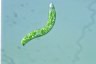 Euglena deses