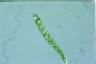 Euglena deses