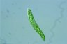 Euglena deses