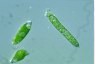 Euglena deses