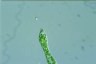 Euglena deses