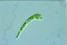 Euglena deses