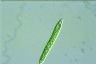 Euglena deses