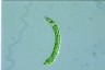 Euglena deses