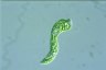 Euglena mutabilis