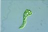 Euglena mutabilis