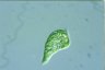 Euglena mutabilis