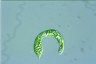 Euglena mutabilis