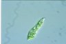 Euglena mutabilis