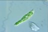 Euglena mutabilis