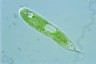 Euglena spirogyra