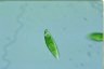 Euglena schmitzii