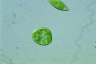 Euglena schmitzii