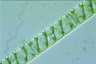 Spirogyra