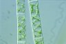 Spirogyra