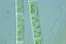 Spirogyra