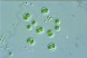 Coenococcus