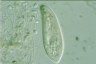 Paramecium caudatum