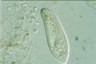 Paramecium caudatum