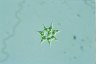 Pediastrum simplex