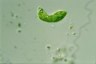 Euglena