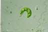 Euglena