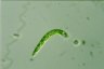 Euglena deses