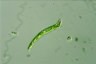 Euglena deses