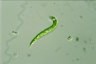 Euglena deses