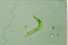 Euglena deses