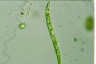 Euglena deses