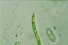 Euglena deses