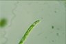 Euglena deses