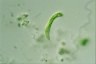 Euglena tripteris