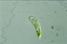 Euglena