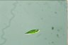 Euglena