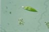 Euglena