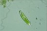 Euglena