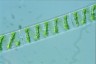 Spirogyra