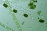 Spirogyra