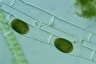 Spirogyra