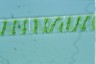 Spirogyra