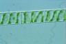 Spirogyra