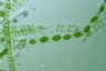 Spirogyra