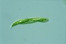 Euglena tripteris