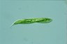 Euglena tripteris