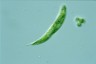 Euglena tripteris