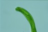 Euglena oxyuris