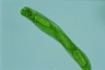 Euglena oxyuris